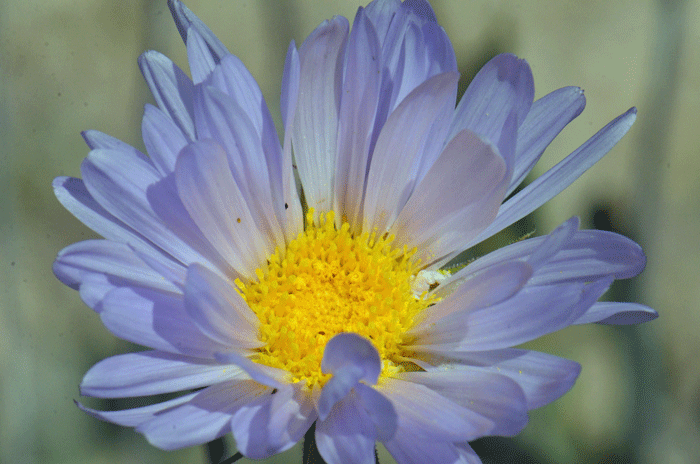 Mojave Woodyaster has showy flowers that may be lavender, pale violet, pale blue or whitish. These flowers bloom from March to May and then again in October following sufficient monsoon rainfall. Xylorhiza tortifolia